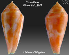 Image of Conus corallinus Kiener 1847