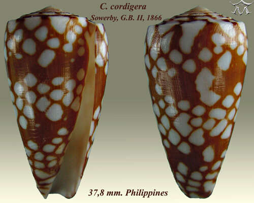 Image of Conus cordigera G. B. Sowerby II 1866