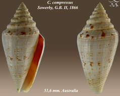 Image of Conus compressus G. B. Sowerby II 1866