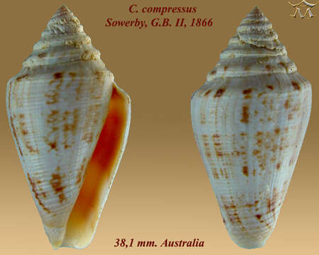 Image of Conus compressus G. B. Sowerby II 1866