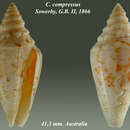 صورة Conus compressus G. B. Sowerby II 1866