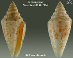 Image of Conus compressus G. B. Sowerby II 1866