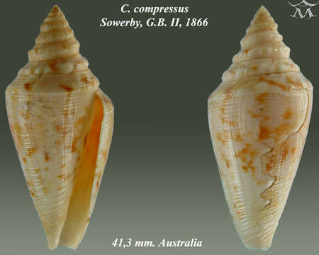 صورة Conus compressus G. B. Sowerby II 1866