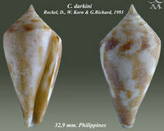 Image of Conus darkini Röckel, Korn & Richard 1993