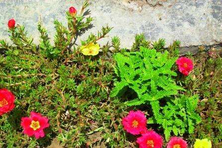 Image of Moss-rose Purslane