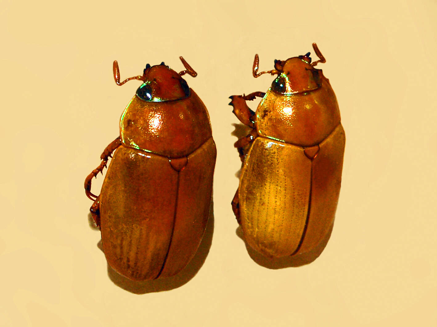 Image of Pelidnota virescens Burmeister 1844