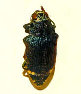 Image of Polybothris