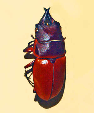 Image of Prosopocoilus tragulus (Snellen van Vollenhoven 1860)