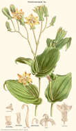 Image of Tricyrtis macropoda Miq.