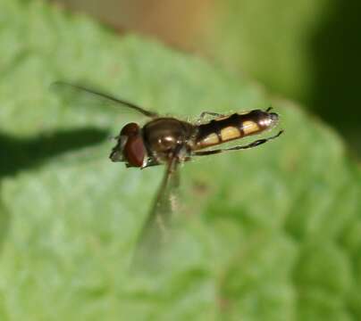 Image de Platycheirus manicatus (Meigen 1822)