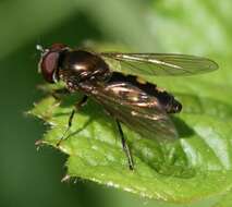 Image of Platycheirus peltatus (Meigen 1822)