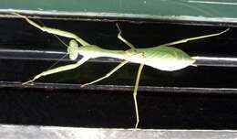 Image of Stagmomantis limbata Hahn 1835