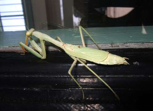 Image of Stagmomantis limbata Hahn 1835