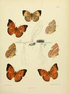 Image of Cirrochroa thais Fabricius 1787