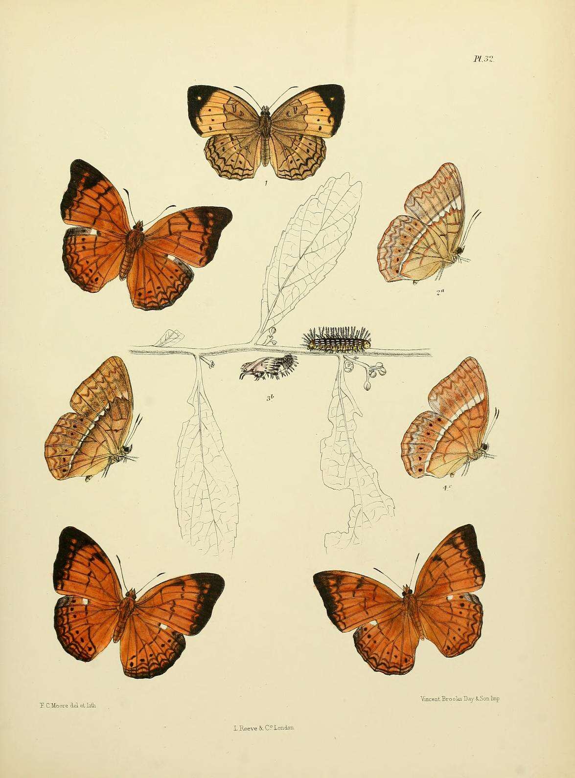 Image of Cirrochroa thais Fabricius 1787