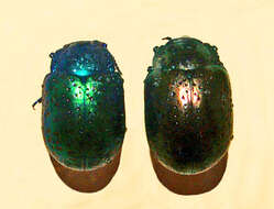 Image of Chrysolina bicolor