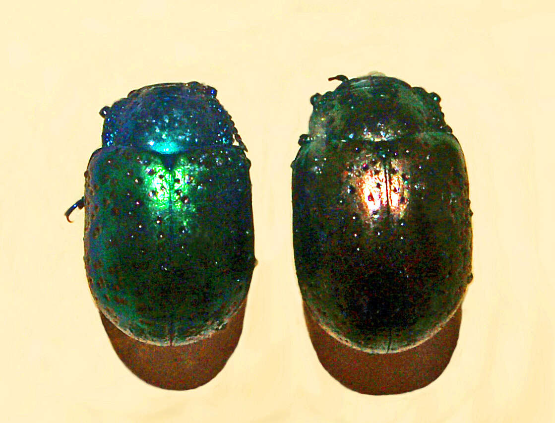 Image of Chrysolina bicolor