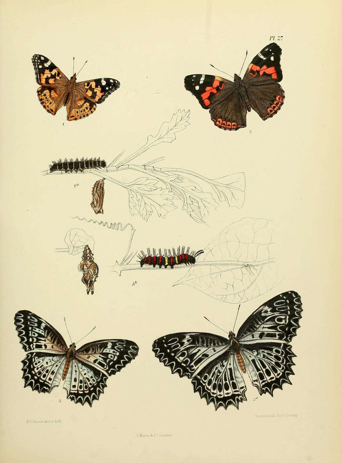 Image of Cethosia nietneri Felder & Felder 1866
