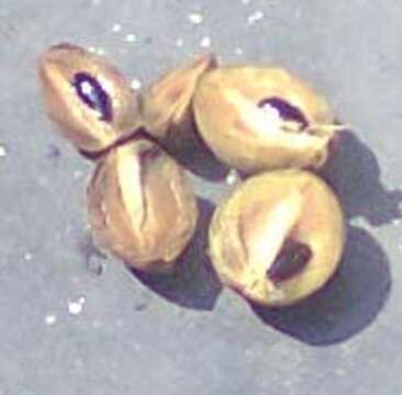 Image of sapodilla