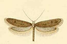 Image of Agnoea fuscifrontella