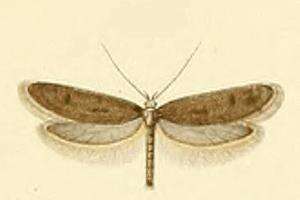 Image of Agnoea fuscifrontella