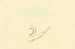 Image of Agnoea fuscifrontella