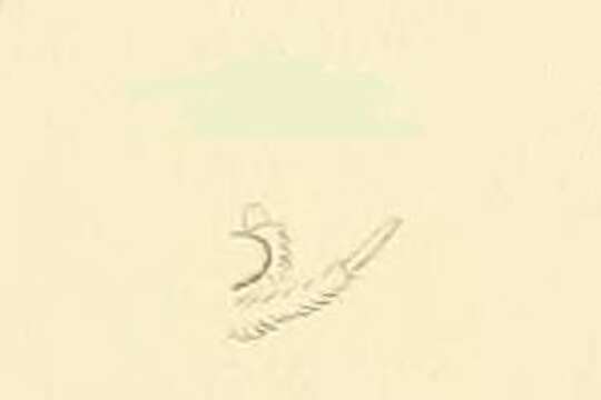 Image of Agnoea fuscifrontella