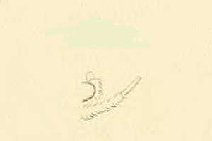 Image of Agnoea fuscifrontella