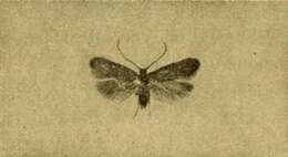 Image of Agnoea aeneella