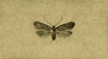 Image of Agnoea aeneella