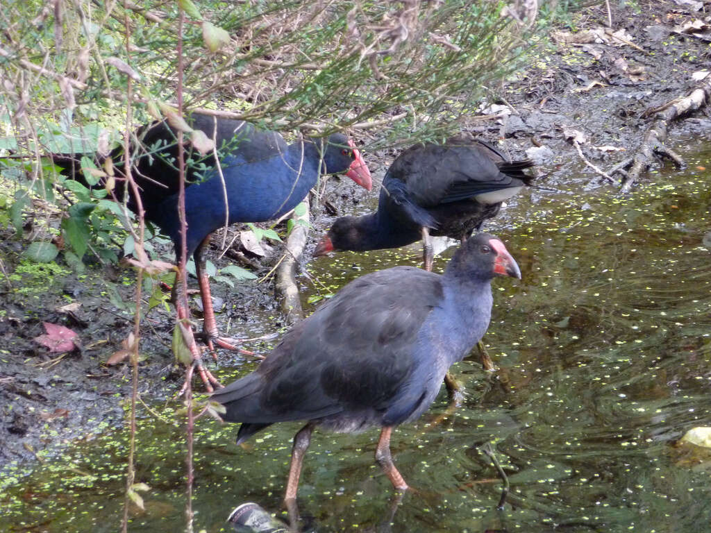 Image of Australasian Swamphen