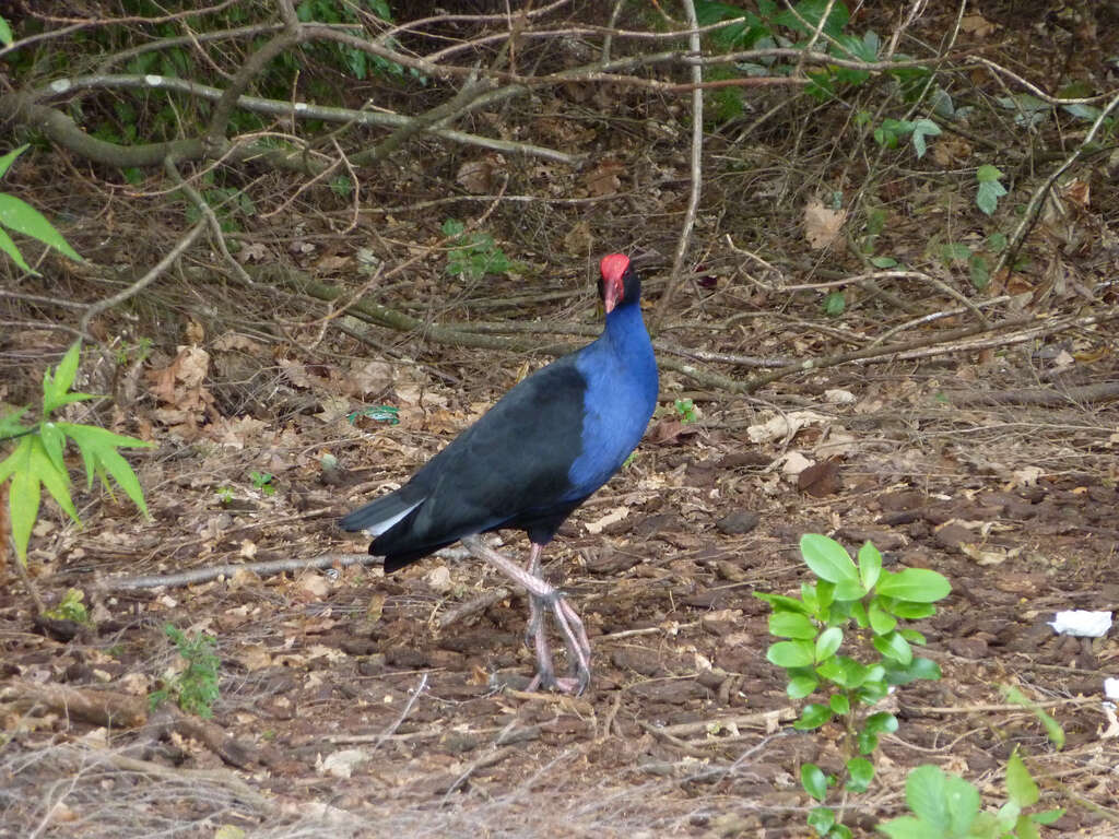 Image of Australasian Swamphen