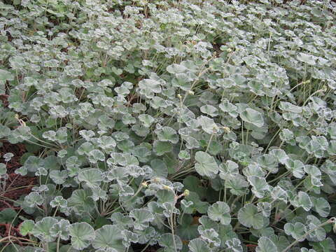 Image of Pelargonium sidoides DC.