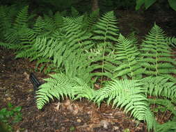 Image of marginal woodfern