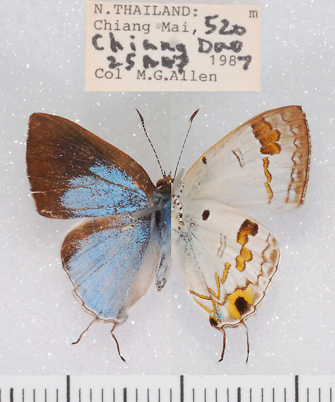 Слика од Hypolycaena