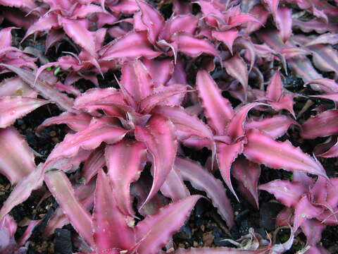 Image of Cryptanthus bivittatus (Hook.) Regel