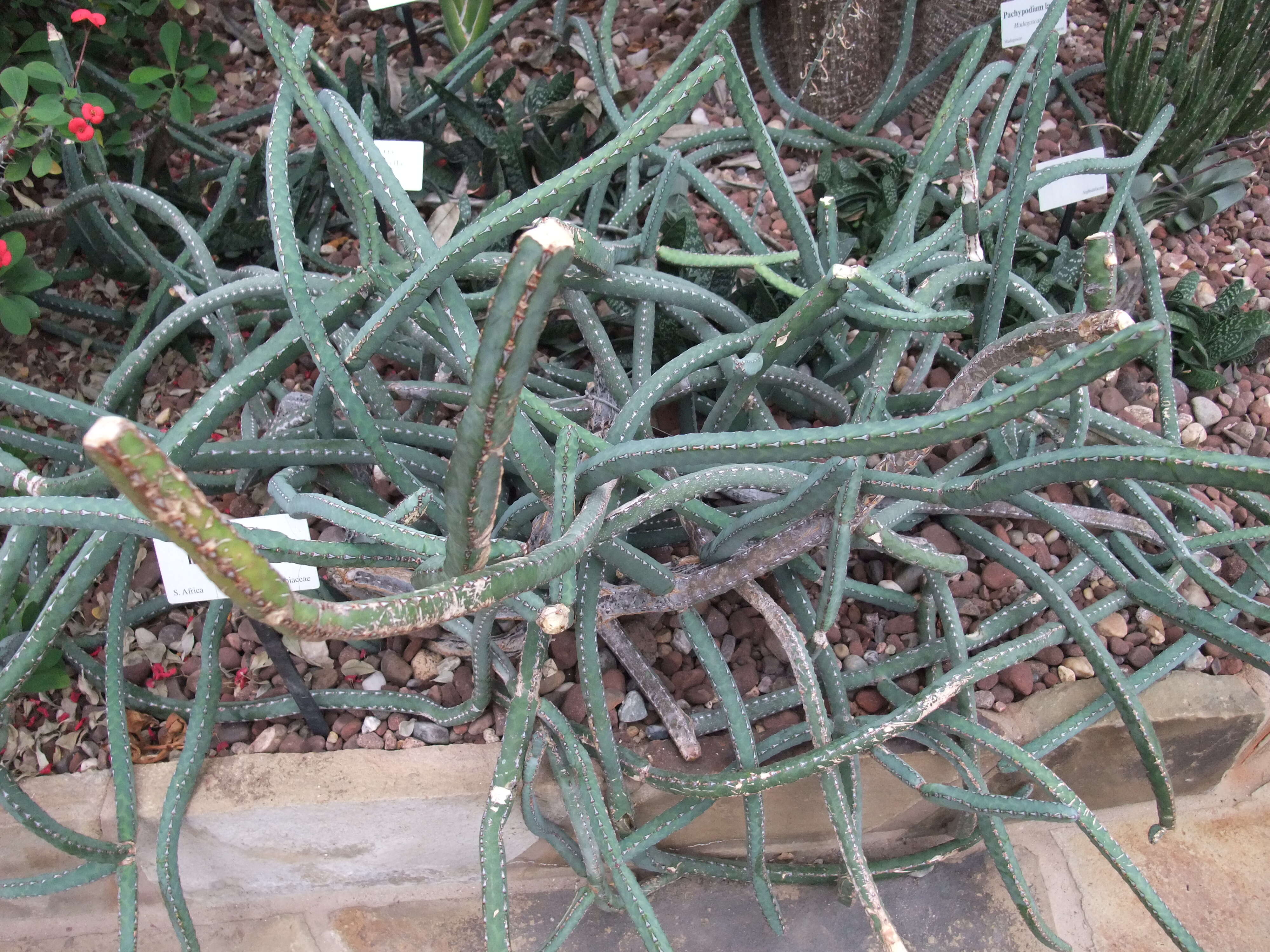 Imagem de Euphorbia heterochroma Pax