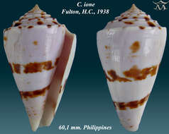 Image of Conasprella ione (Fulton 1938)