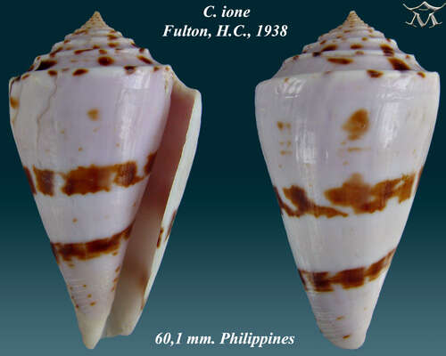 Image of Conasprella ione (Fulton 1938)