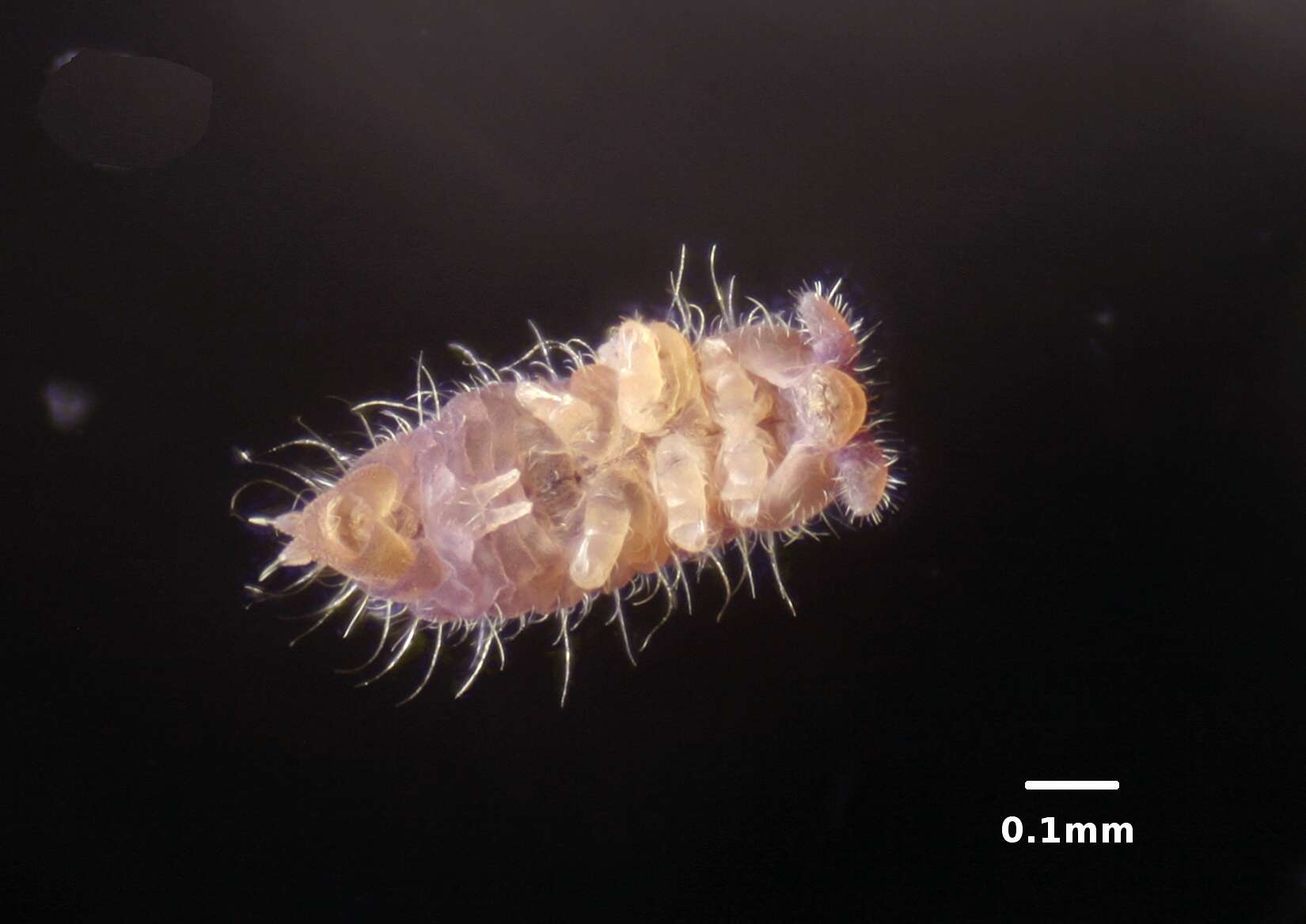 Image de Ceratophysella