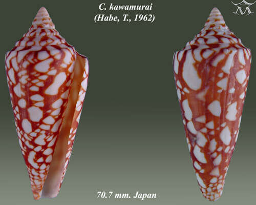Image of Conus kawamurai Habe 1962