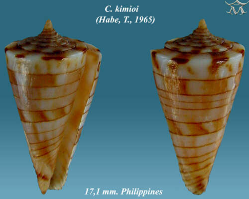 Image of Conasprella kimioi (Habe 1965)