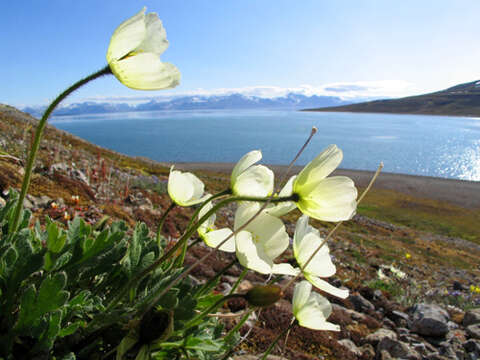 Imagem de Papaver radicatum subsp. polare Tolm.