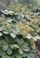 صورة Rodgersia aesculifolia Batalin