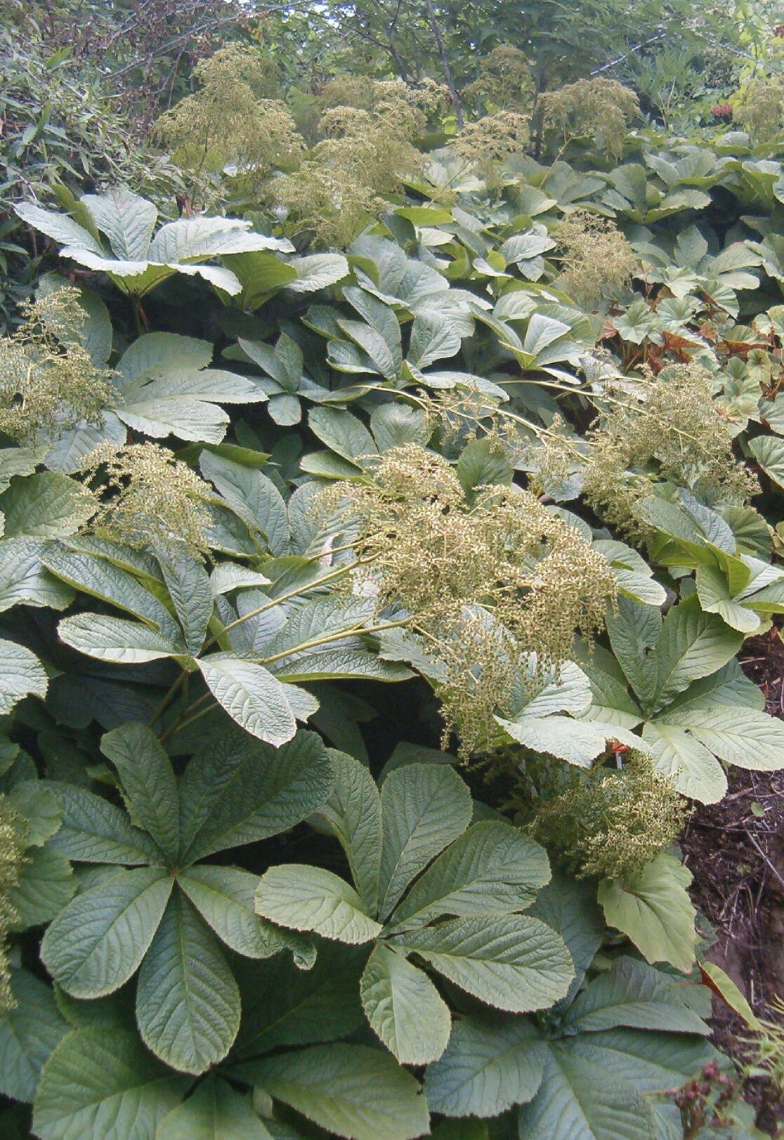 صورة Rodgersia aesculifolia Batalin