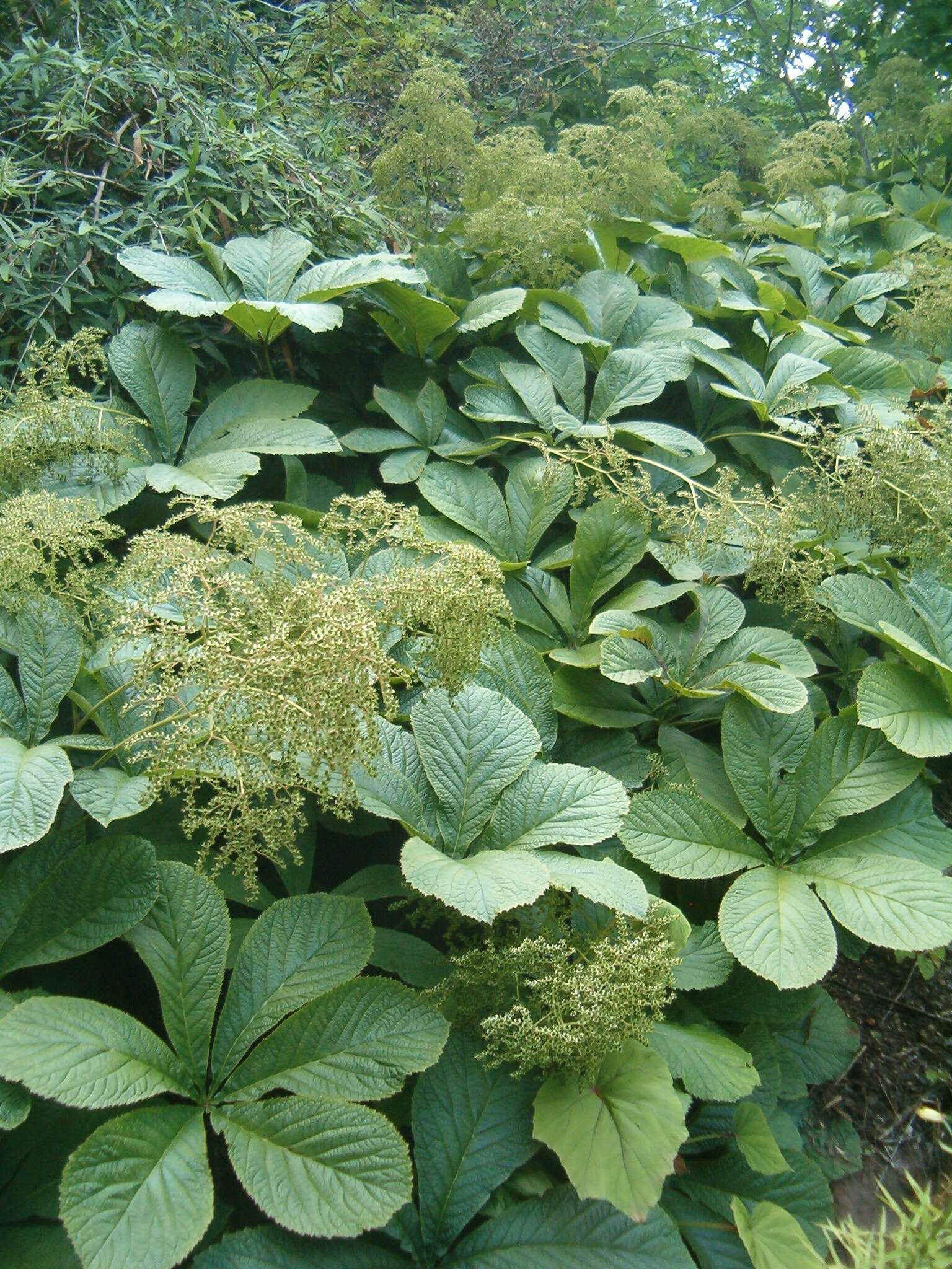 صورة Rodgersia aesculifolia Batalin