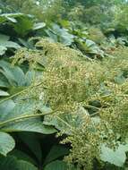 صورة Rodgersia aesculifolia Batalin