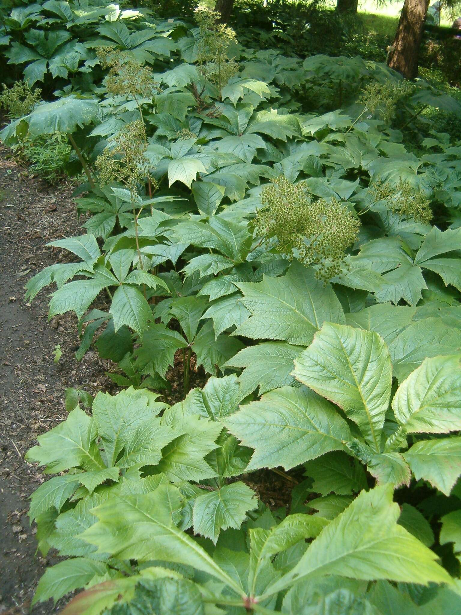 Image of Rodgersia podophylla A. Gray