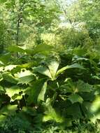 Image of Rodgersia podophylla A. Gray