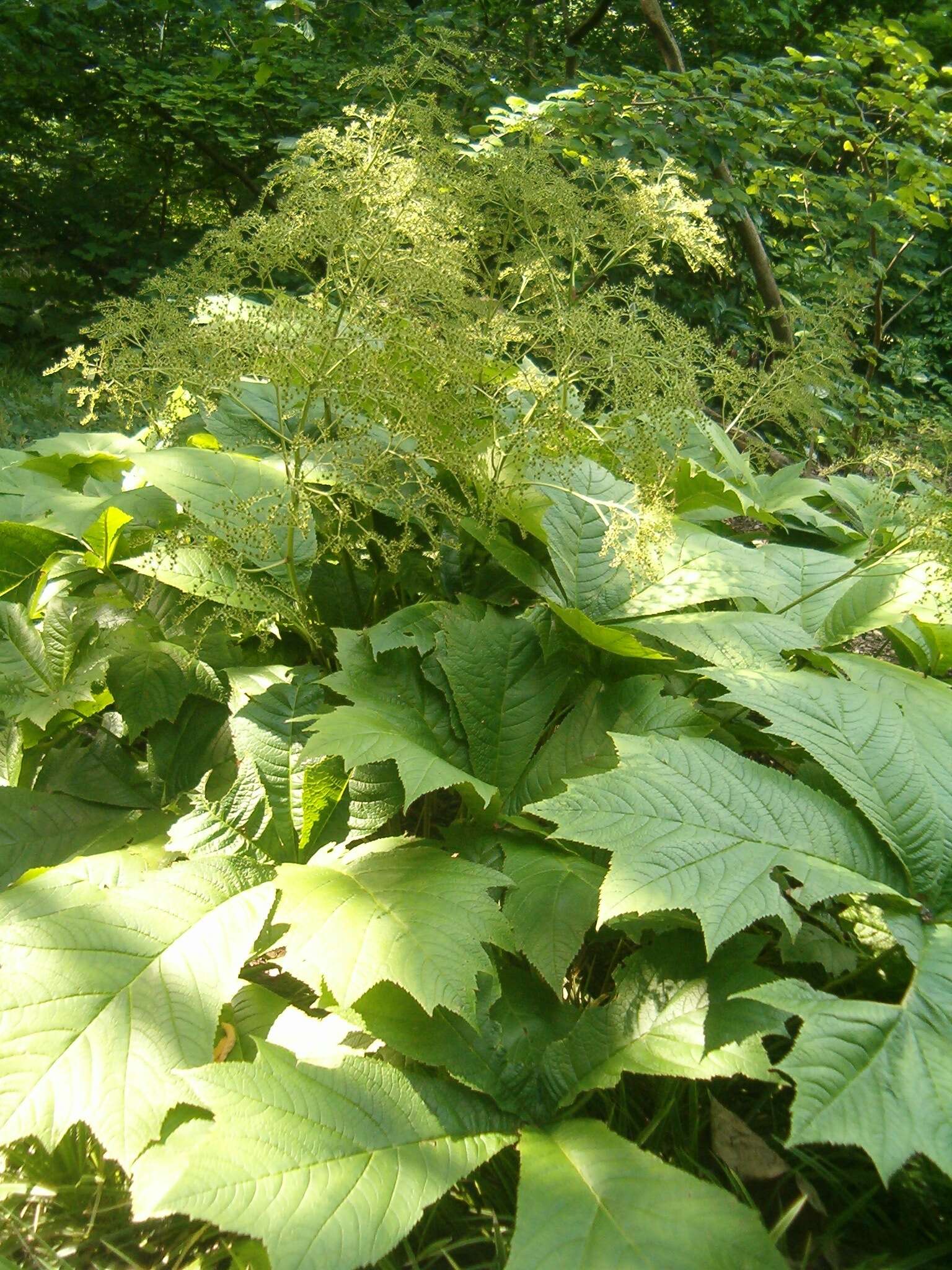 Image of Rodgersia podophylla A. Gray